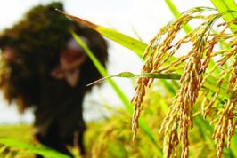VCCI đề nghị loại bỏ nhiều chốt chặn cuối cùng về xuất khẩu gạo