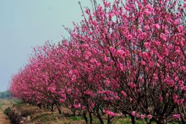 Hà Nội, đêm cuối cùng của năm cũ ngập tràn sắc xuân, lòng người rạo rực, hân hoan đón xuân mới Đinh Dậu 2017 với ước vọng vào những vận hội mới.